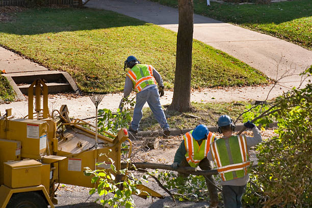 Best Emergency Tree Removal  in Sloan, IA